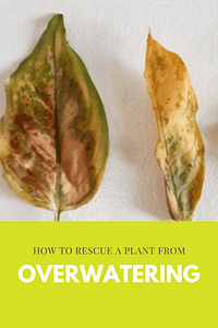 Hoe red je een plant van overbewatering